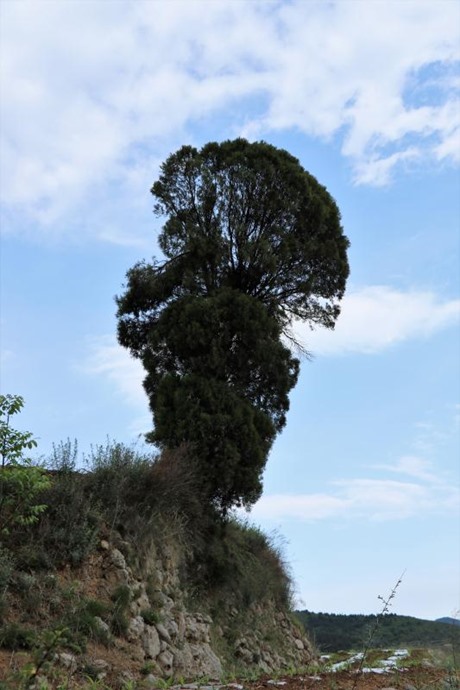 回车村古柏树