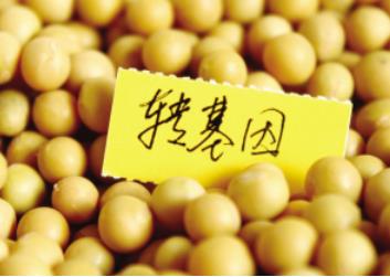 转基因豆油学生餐