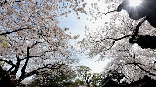 大陆游客涌入日本赏樱