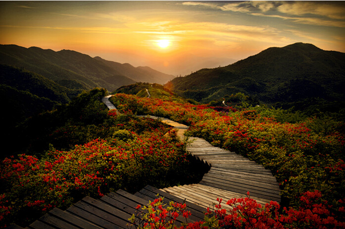 大围山杜鹃