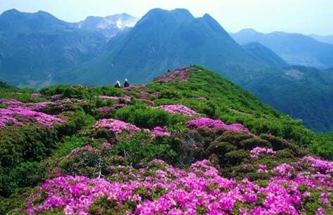 莽山杜鹃