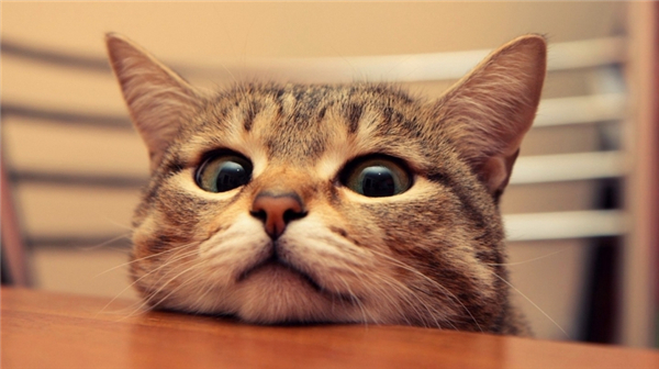 喵星人统治世界 让猫奴着迷的十大猫咪天堂 