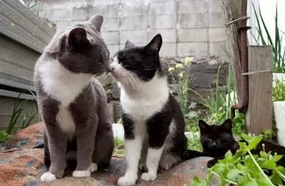 喵星人统治世界 让猫奴着迷的十大猫咪天堂 