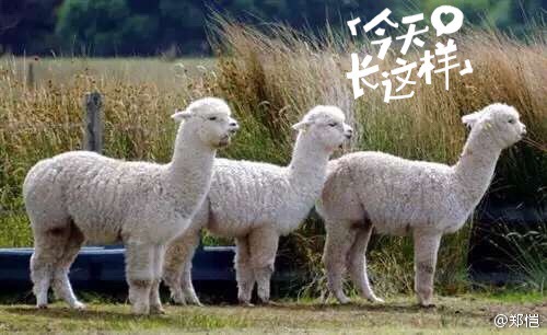 未婚郑恺躺枪出轨传闻 发草泥马似回击