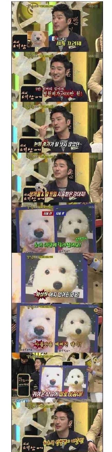 韩国人开始为宠物整容 打肉毒杆菌割双眼皮开眼角
