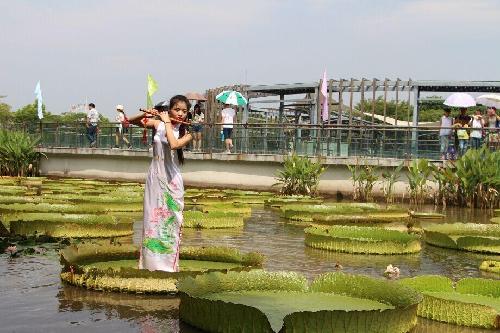莲花盛佳人 佛山踏一片莲叶成功“水上漂”