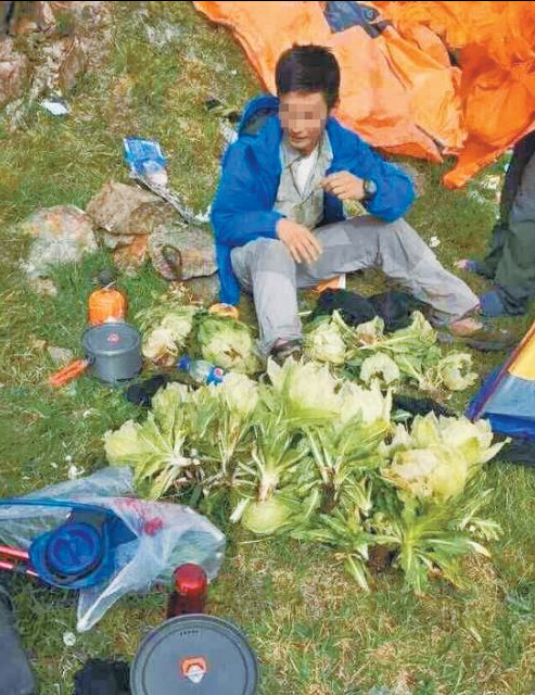 驴友天山采摘上百株雪莲 叫嚣：有本事曝光