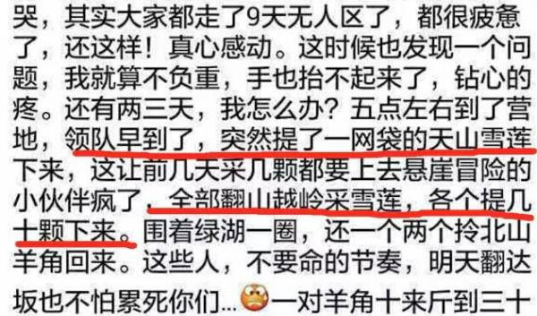 驴友天山采摘上百株雪莲 叫嚣：有本事曝光
