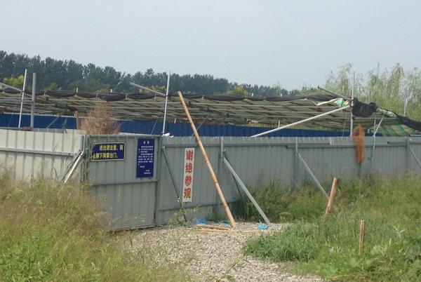 江苏高邮千余玉林狗爆瘟疫大批死亡 怕招骂不敢遣返