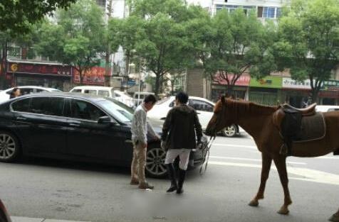 真马受惊踢坏宝马 交警：司机负全责 拐弯避让直行