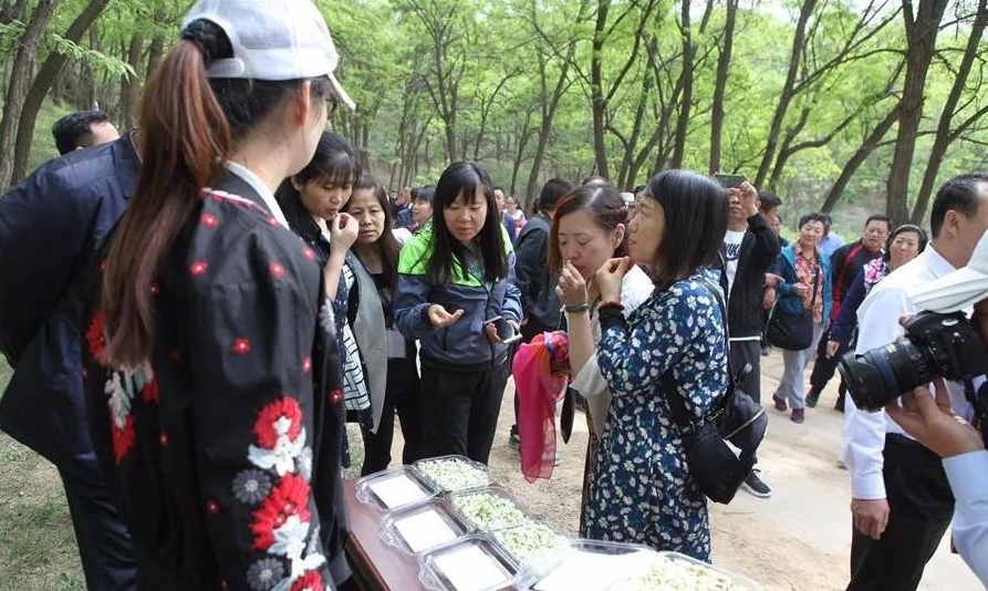 槐花美，槐花香，槐花深处是故乡！