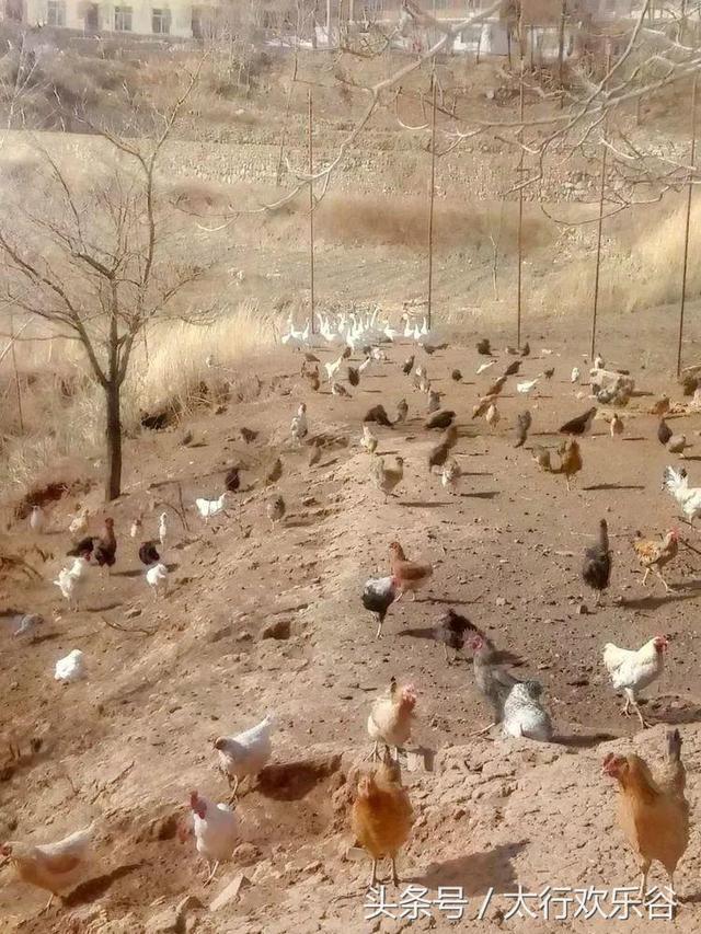 助力壶关精准脱贫，生态养殖“回车”先行！