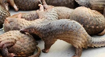 只狼鳞片_穿山甲鳞片价格图片_玻璃鳞片