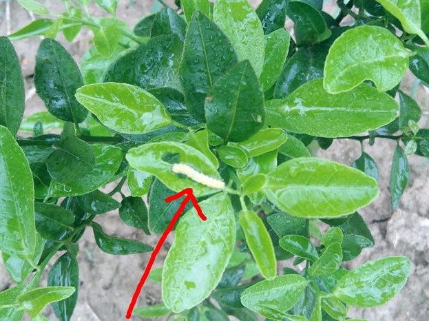 果农如何避免柑橘凤蝶幼虫