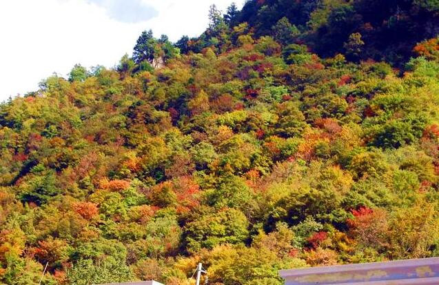 成都看秋叶最棒的地方