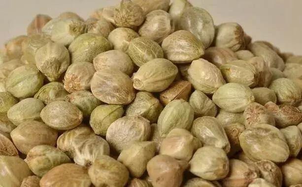 胃病元凶—幽门螺旋杆菌，我们应如何应对