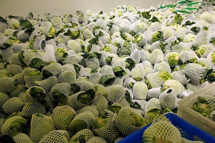 牛心甘蓝销售