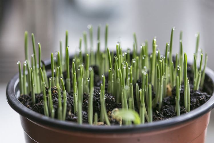蒜苔做法