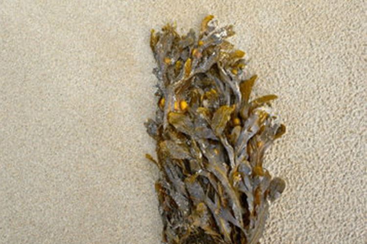 海带食用效果