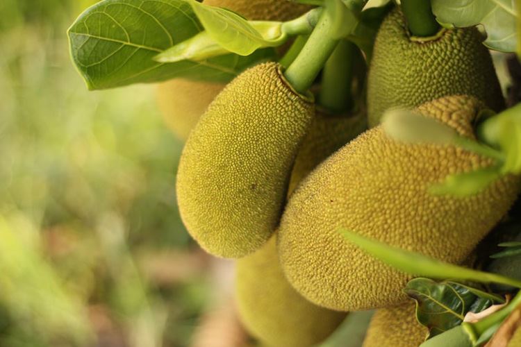 菠萝蜜价值效果