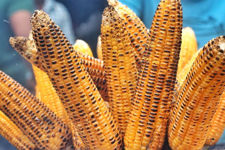 玉米食用效果