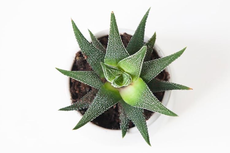 芦荟功效