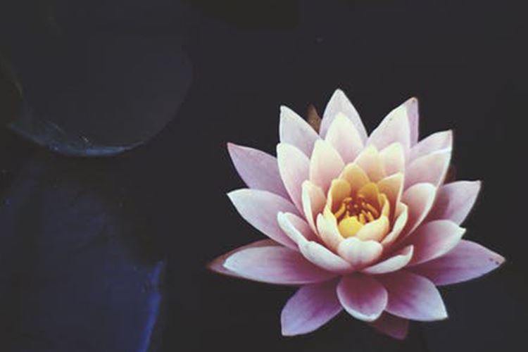 莲子花蕊