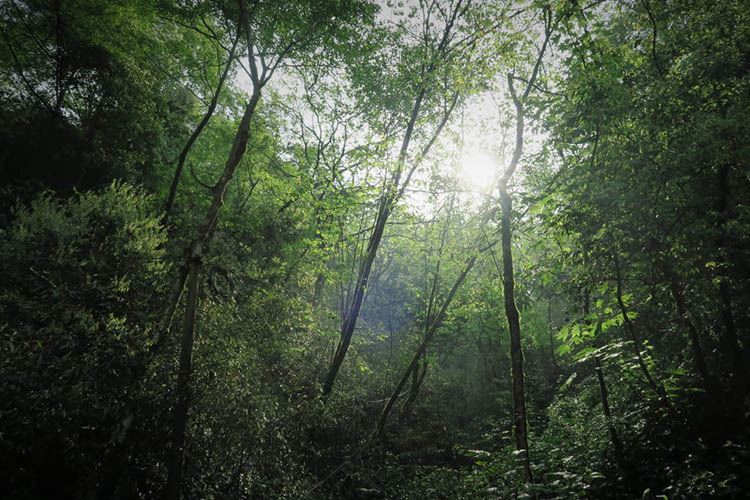 青城山风光