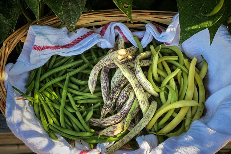 食用扁豆