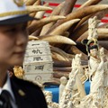 中国公开销毁6.1吨执法查没象牙