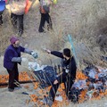 村民哄抢翻车桔子 警察一度拔枪制止