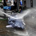 凶残的劣性民族：日本在海洋保护区内屠杀鲸鱼