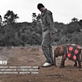 名人姚明非洲保护野生动物行