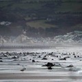 英国风暴揭出5000年前森林遗迹