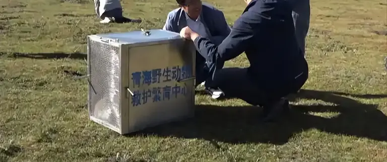 世界首例！青海专家花3个月救助“狐三条”，放生后它去哪了？