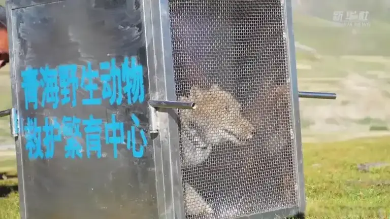世界首例！青海专家花3个月救助“狐三条”，放生后它去哪了？