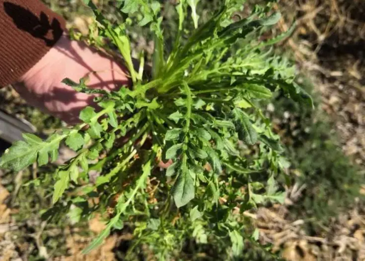 冬天这菜使劲吃，一明目二抗菌，三降压四养胃，农村遍地是别错过