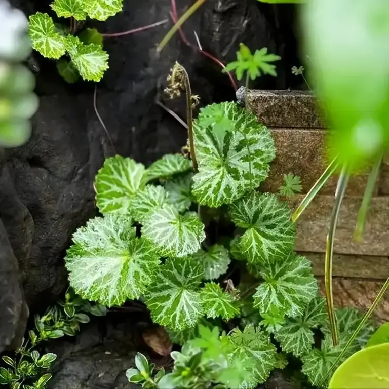 山地的野生植物虎耳草，为何一出土就遭人觊觎？原来用途还真不小