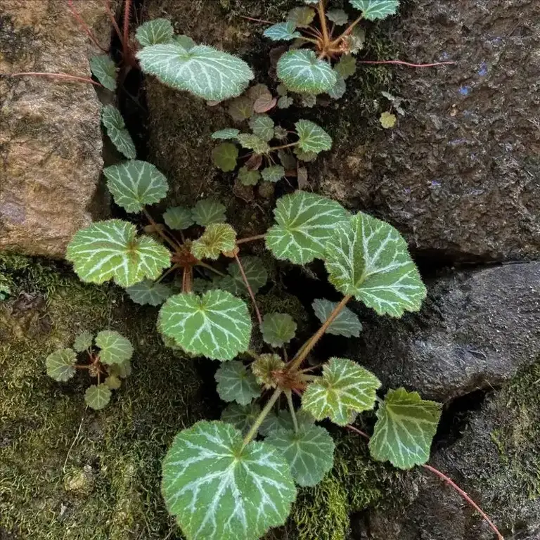 山地的野生植物虎耳草，为何一出土就遭人觊觎？原来用途还真不小