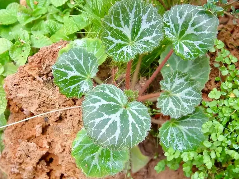 山地的野生植物虎耳草，为何一出土就遭人觊觎？原来用途还真不小