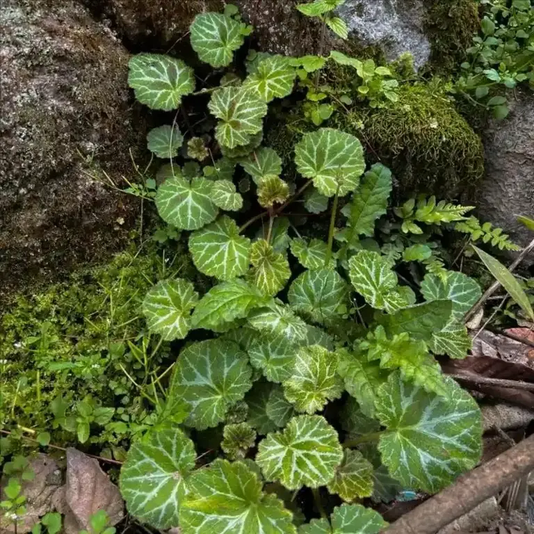 山地的野生植物虎耳草，为何一出土就遭人觊觎？原来用途还真不小