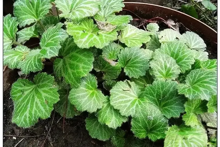 山地的野生植物虎耳草，为何一出土就遭人觊觎？原来用途还真不小