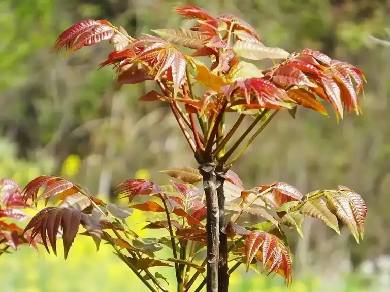 俗称“地皮菜”，夏季雨后才能吃得到的野味，价格比肉还贵