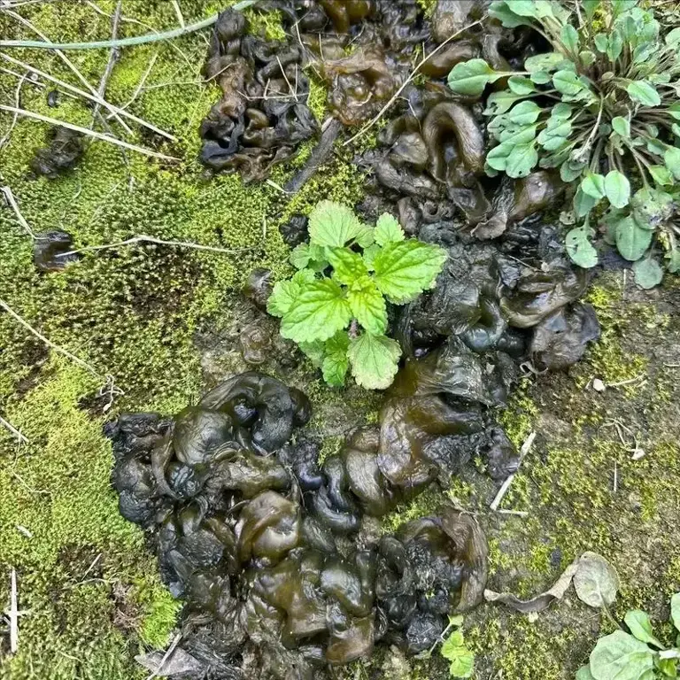 俗称“地皮菜”，夏季雨后才能吃得到的野味，价格比肉还贵