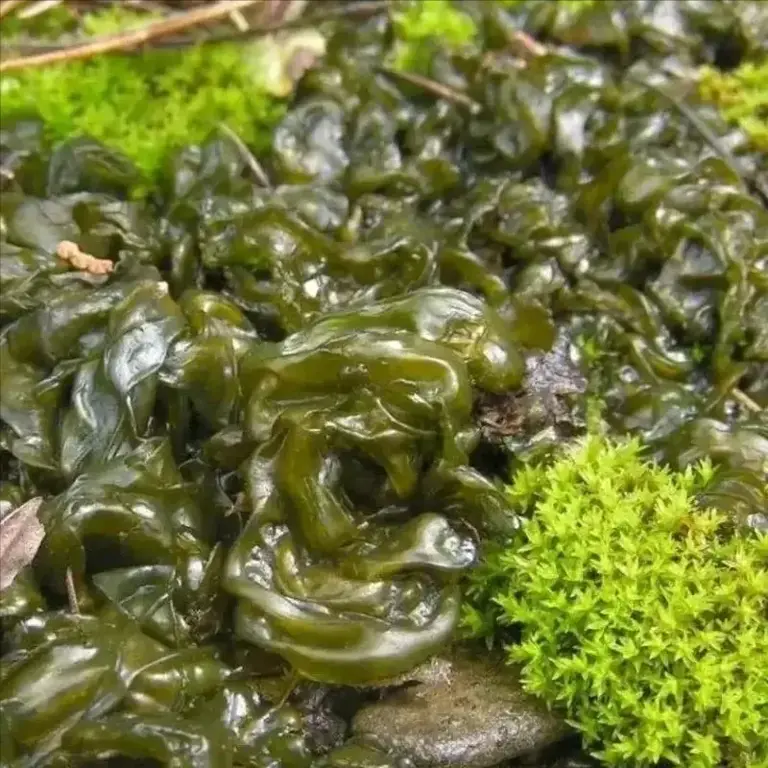 俗称“地皮菜”，夏季雨后才能吃得到的野味，价格比肉还贵