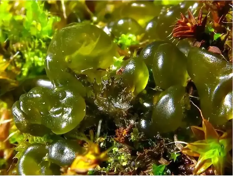 俗称“地皮菜”，夏季雨后才能吃得到的野味，价格比肉还贵