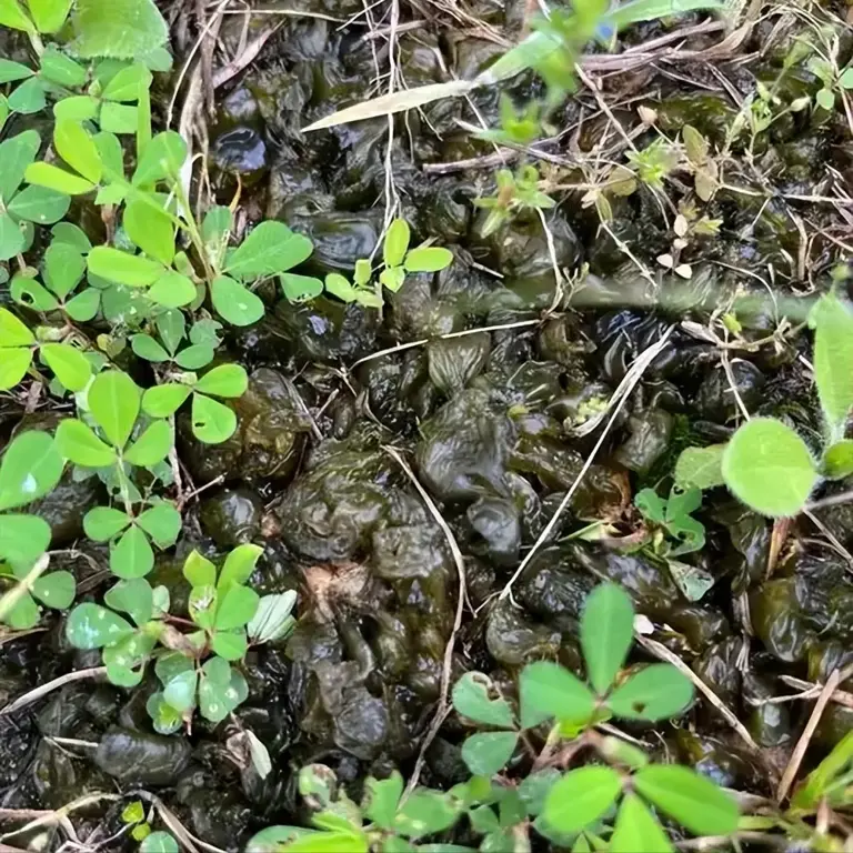 俗称“地皮菜”，夏季雨后才能吃得到的野味，价格比肉还贵