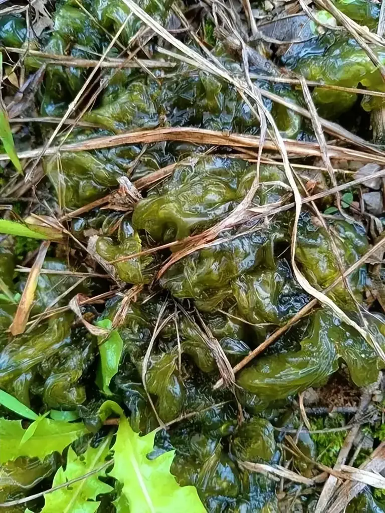 俗称“地皮菜”，夏季雨后才能吃得到的野味，价格比肉还贵