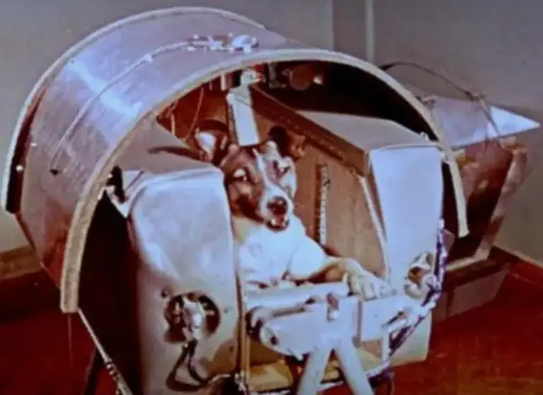 1961年，美国将一只黑猩猩送上太空，回来后发现猩猩有些不对劲