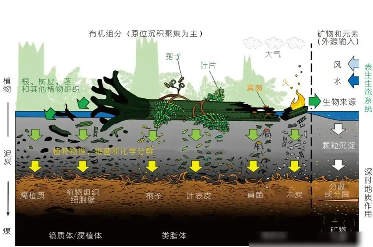 世界最大的煤田！绵延上千公里，煤层厚达1千米，竟是植物形成的
